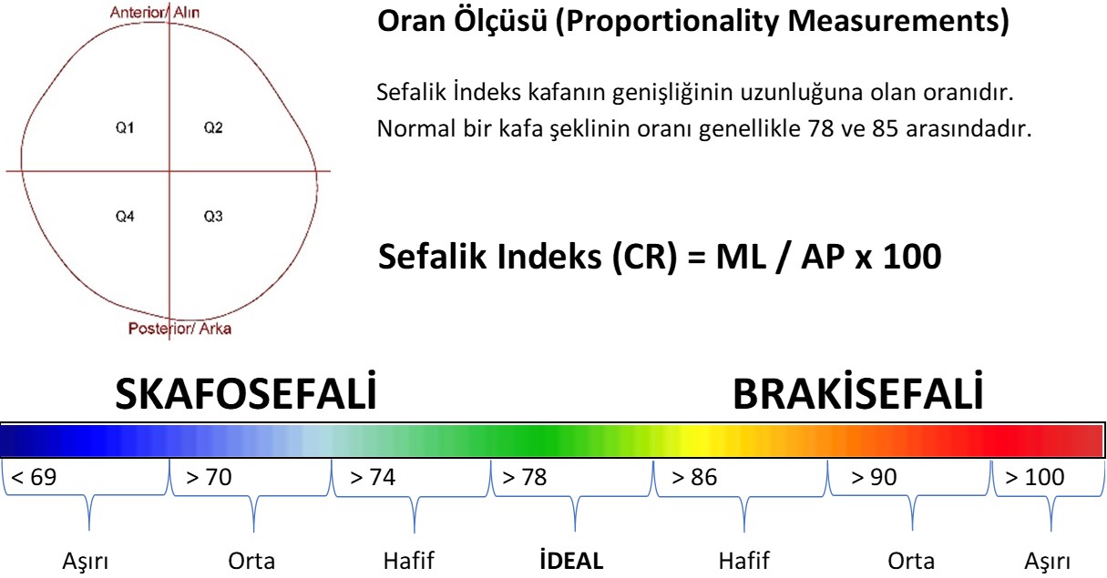 Sefalik indeks, sefalik oran, kafa asimetri iddet tespiti, Kask tedavisi, Bebeklerde kask tedavisi, orthomerica, starband kask tedavisi, kafa kask tedavisi, kraniyal ortez kask, kafatas 3D l, bebek kafatas tarama, bebek kafatas ls